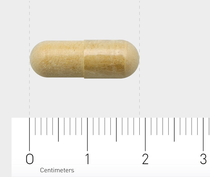 Eine beige Kapsel liegt horizontal auf einem weißen Hintergrund. Darunter befindet sich ein Lineal mit Zentimeterangaben, das die Größe der Kapsel zeigt. Die Kapsel ist etwa 2 Zentimeter lang.
