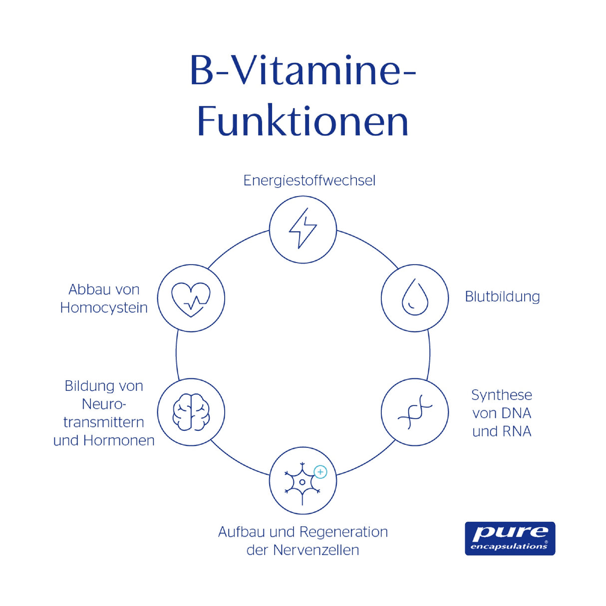 Das Bild zeigt eine Infografik mit dem Titel 'B-Vitamine-Funktionen'. In der Mitte befinden sich sechs Symbole in einem Kreis, die verschiedene Funktionen beschreiben: Energiestoffwechsel, Blutbildung, Synthese von DNA und RNA, Aufbau und Regeneration der Nervenzellen, Bildung von Neurotransmittern und Hormonen, Abbau von Homocystein. Am unteren rechten Rand ist das Logo von 'pure encapsulations' zu sehen.