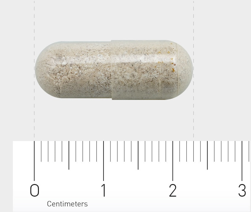 Das Bild zeigt eine transparente Kapsel, die mit einem pulverförmigen Material gefüllt ist. Die Kapsel liegt horizontal und misst etwa 2 Zentimeter. Darunter befindet sich ein Lineal, das die Länge der Kapsel anzeigt. Der Hintergrund ist neutral grau.