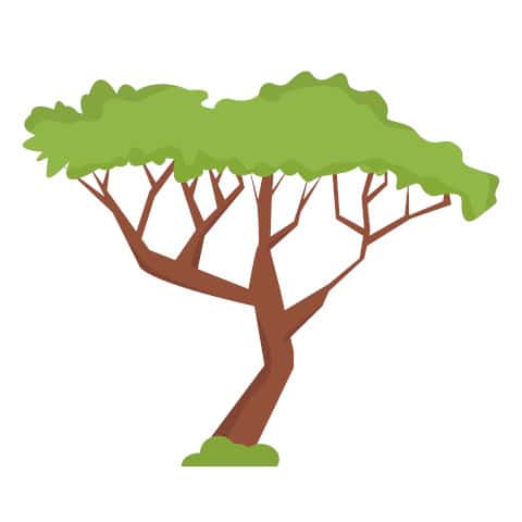 Akazie_clipart_[iStock-1370856629]_EDIT