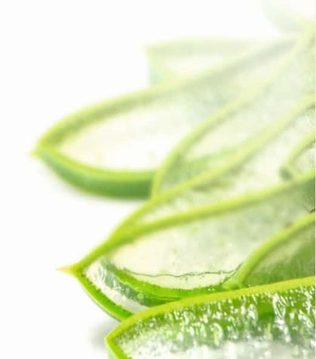 Aloe-Vera_Ausschnitt_iStock_000043340784