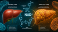 NAD+ und Fettleber (NAFLD): Was Studien über Nicotinamid-Ribosid und NMN wirklich zeigen