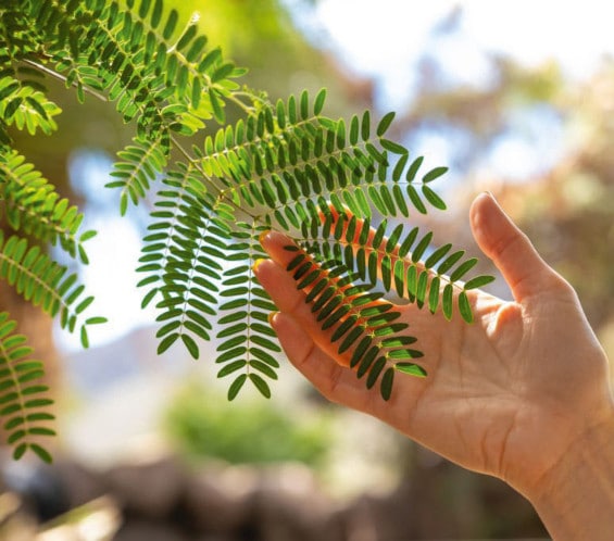 akazienfaser-blatt-mit-hand