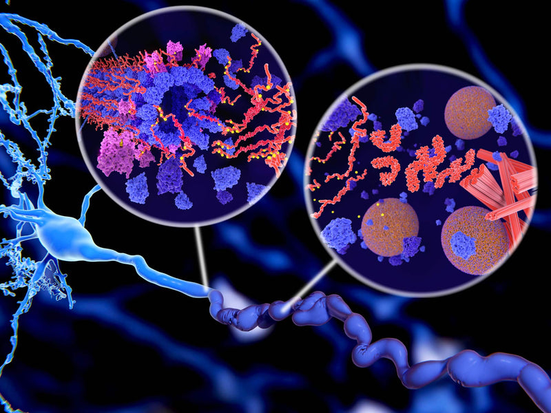 Alzheimer: Phosphorylation of Tau proteins leads to disintegration of microtubuli in a neuron axon
