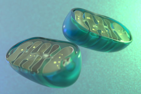 Alpha-Ketoglutarat bei Parodontitis: Unterstützung für Mitochondrien, Zellschutz und Zahnfleischregeneration
