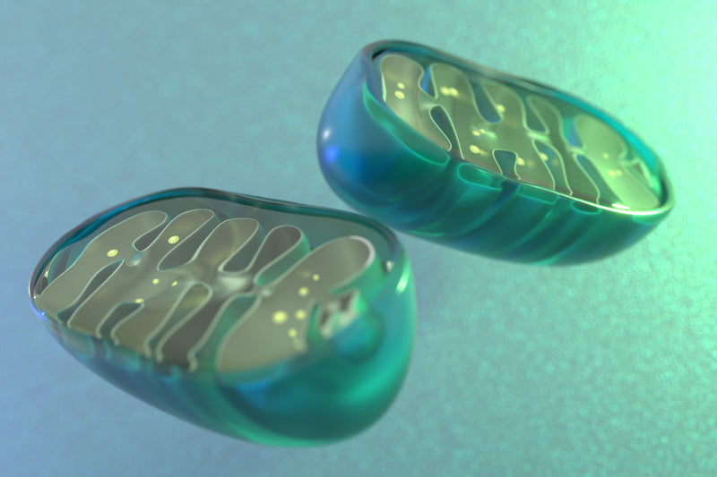 Alpha-Ketoglutarat bei Parodontitis: Unterstützung für Mitochondrien, Zellschutz und Zahnfleischregeneration