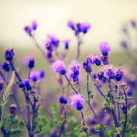 mariendistel_600