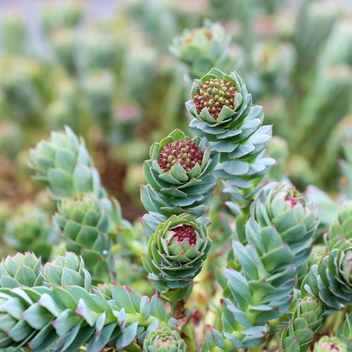 Medical plant Roseroot