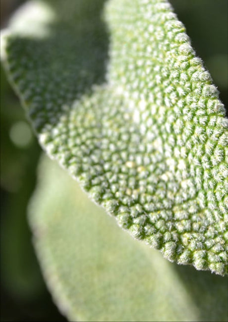 salbei-blatt-hintergrund