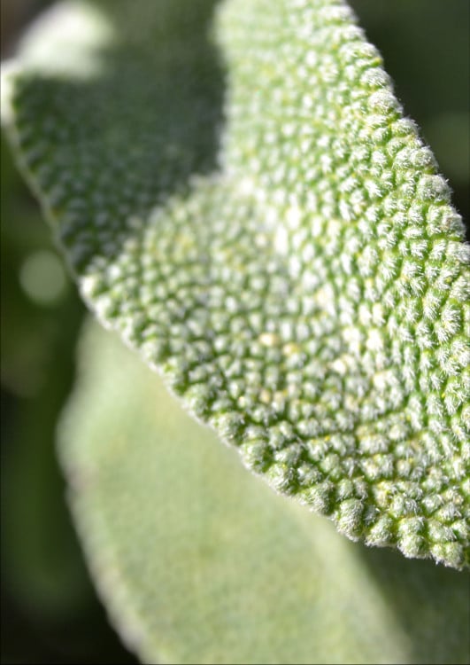 salbei-blatt-hintergrund