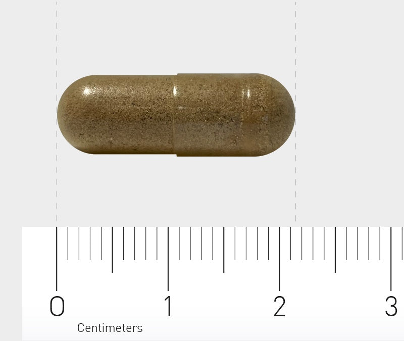 Eine braune Kapsel liegt auf einem Lineal, das in Zentimetern skaliert ist. Die Kapsel ist etwa 2 Zentimeter lang. Der Hintergrund ist neutral und hell.