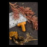 Das Bild zeigt zwei orangefarbene Kapseln, die auf einem Lineal liegen, umgeben von getrockneten Pflanzen auf einer dunklen Oberfläche. Die Kapseln sind in der Nähe der 4-cm-Marke des Lineals platziert. Die getrockneten Pflanzen haben eine rötliche und gelbliche Färbung.