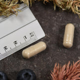 Zwei beige Kapseln neben einem Lineal auf dunklem Untergrund, umgeben von getrockneten Pflanzen und Blaubeeren.