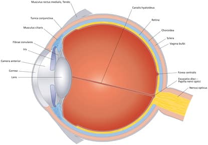 Eyeball cross section (Augapfel Querschnitt)