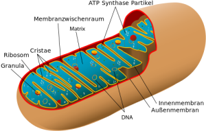 Mitochondrien (schematische Schnittzeichnung)