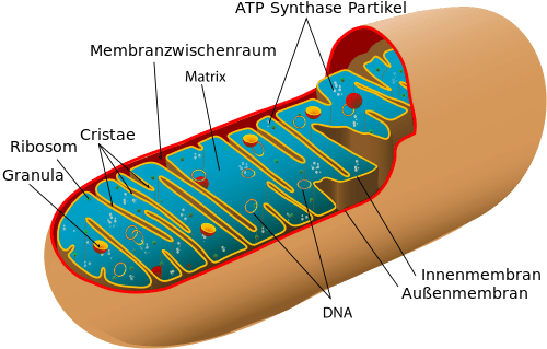 500px-Animal_mitochondrion_diagram_de-CC0-public-by-LadyofHats