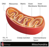 Mitochondrien (schematische Schnittzeichnung)