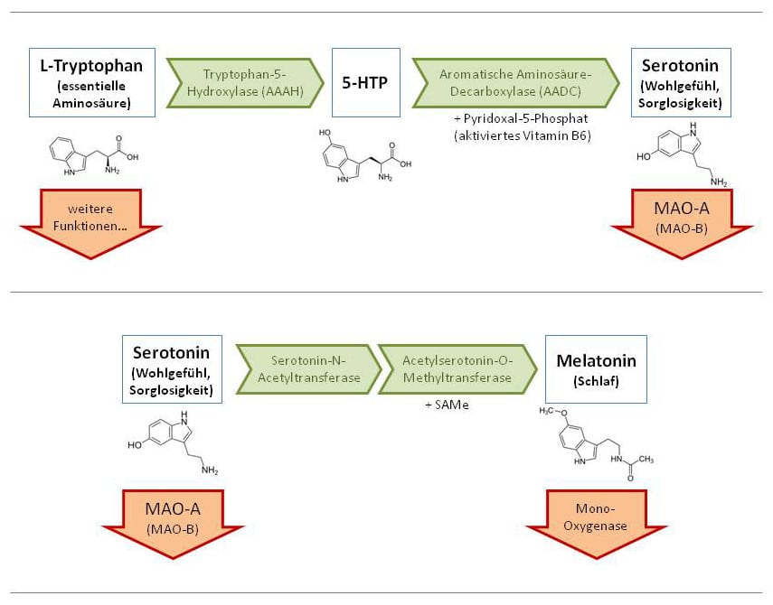 Abb. 1: Entstehung und Abbau von Serotonin im menschlichen Organismus