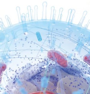 koerperzelle-mit-mitochondrien-3d