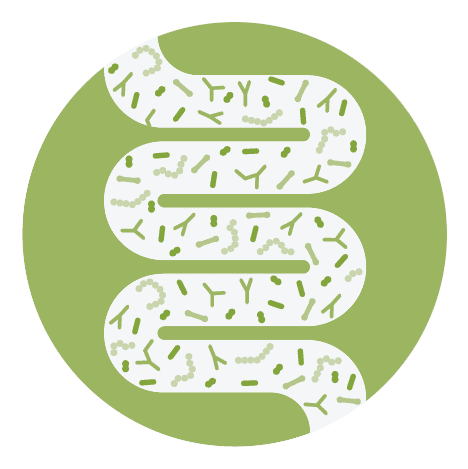 buttersaeure darm pictogram