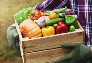 Erntehelfer/in trägt bunte Gemüsekiste in den Händen