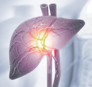 Die Leber und ihre Blutgefäße