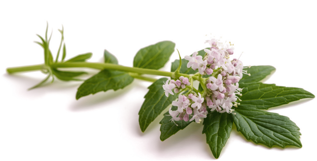 Baldrian (Stengel mit Blättern und Blüte)