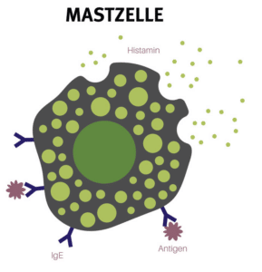 schematische Darstellung einer Mastzelle mit Rezeptoren