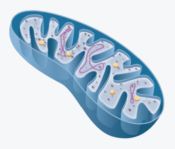 Innerer Aufbau von Mitochondrien (Schnittzeichnung)