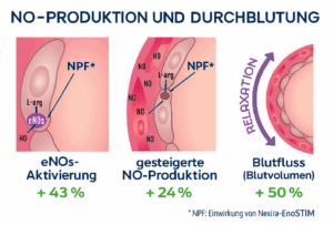 Die Durchblutung der Schwellkörper wird durch eNOs und Stickstoff-Monoxid (NO) gesteuert