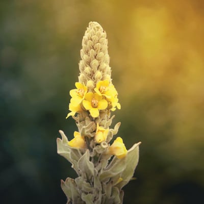 Gelbe Blüten an einer Königskerze