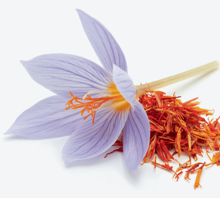 Safranblüte und Safranfäden