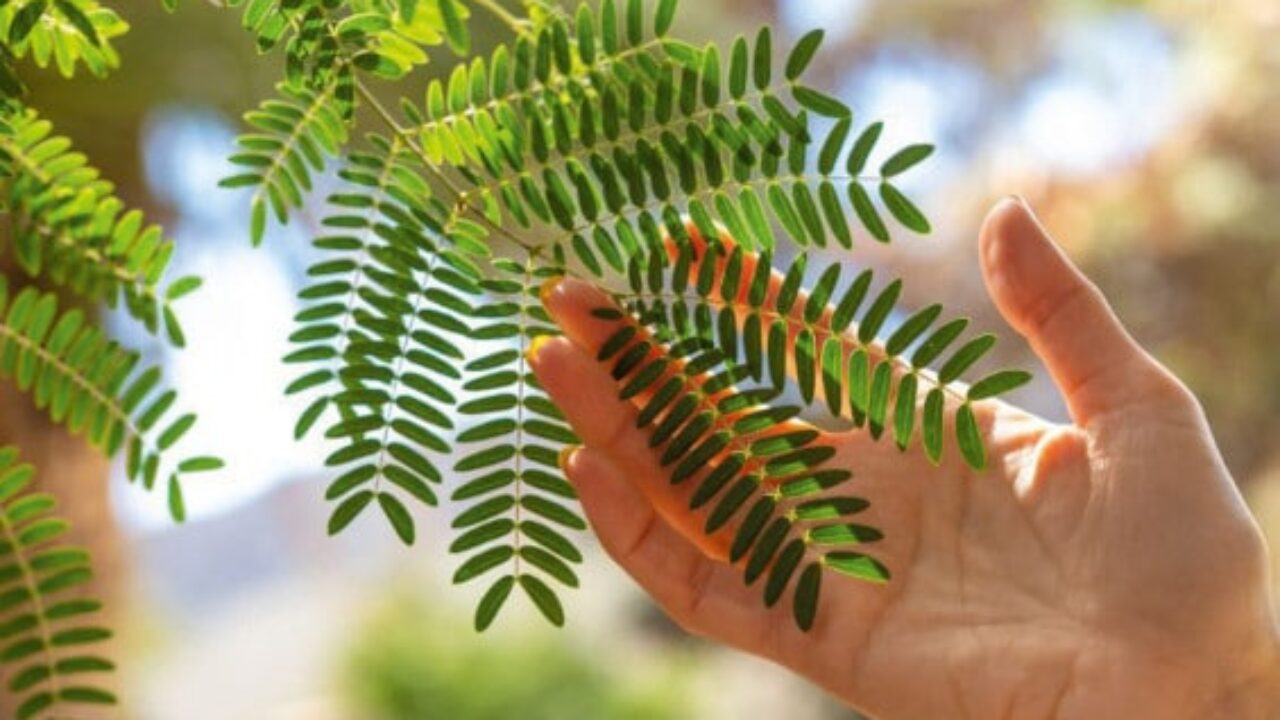 akazienfaser-blatt-mit-hand