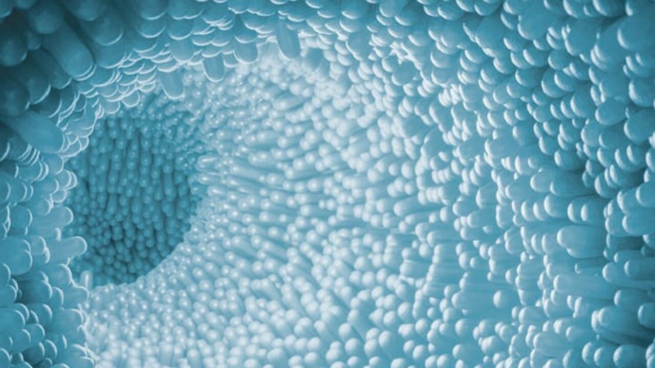 darmzotten-probiotika-3D