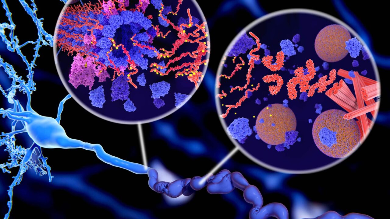 Molekulare Interaktionen in Nervenzellen