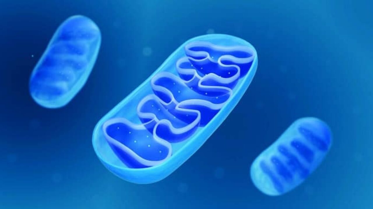 mitochondrien 3d modell