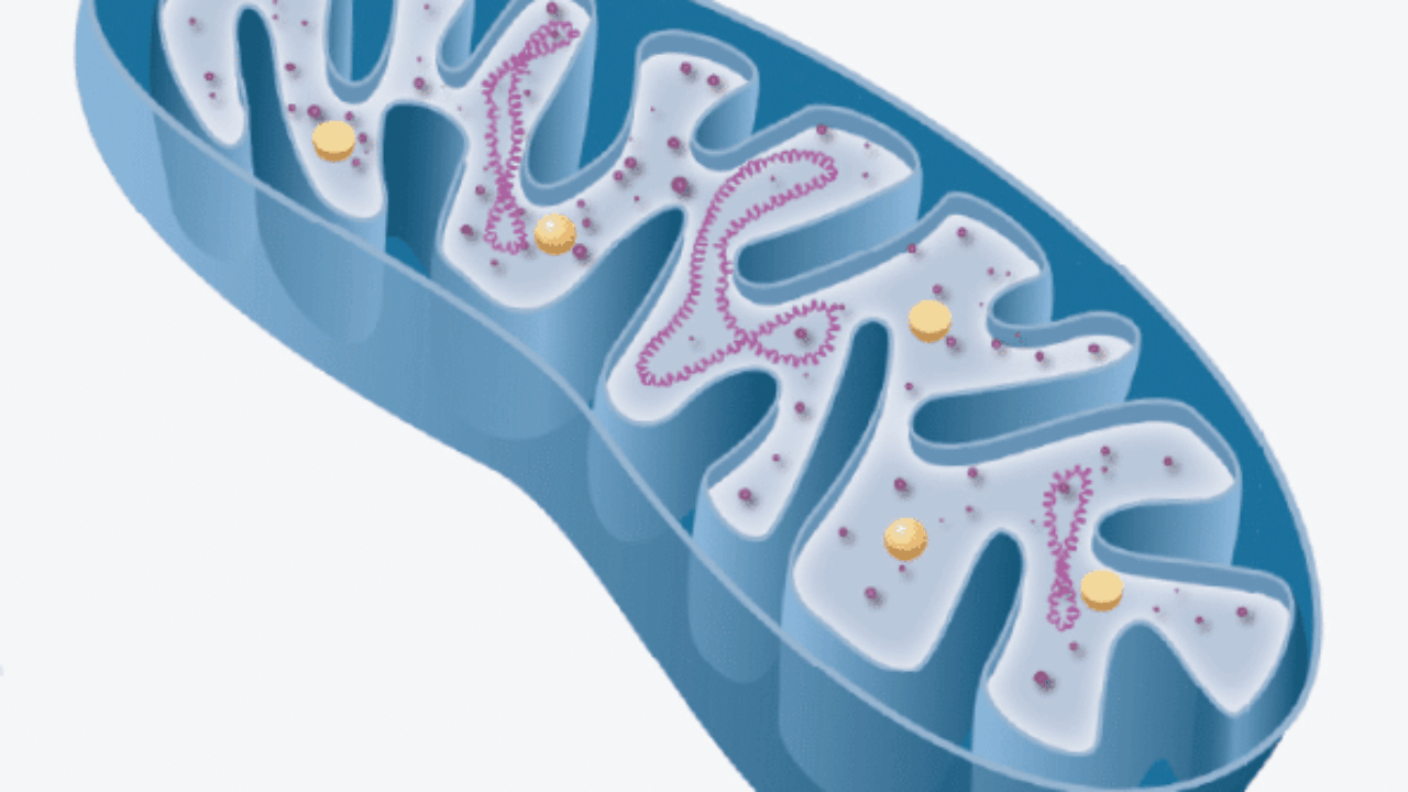 Innerer Aufbau von Mitochondrien (Schnittzeichnung)
